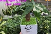 Cây Kiểng tại Đà Nẵng >> Chuyên cung cấp cây Kiểng tại Đà Nẵng
