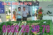 Dự Án Eco City Premia Buôn Ma Thuột Đắk Lắk - Dự Án Eco City Premia Đắk Lắk